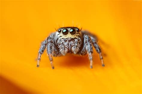 cute spider wallpaper